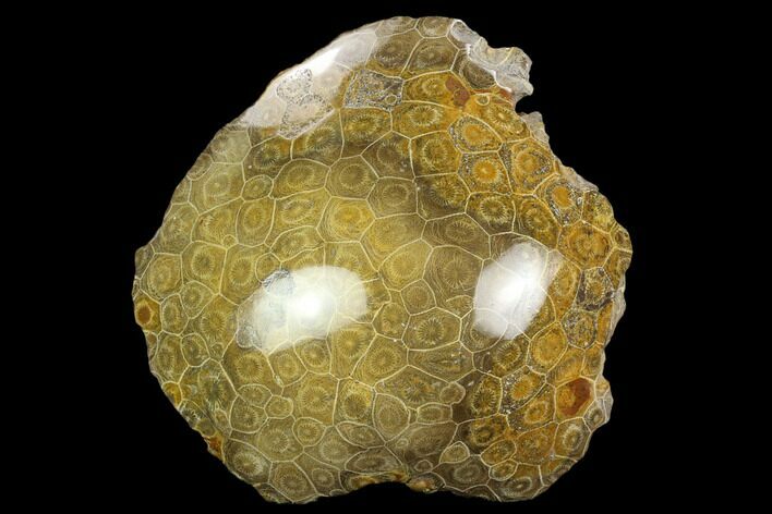 Polished Fossil Coral (Actinocyathus) - Morocco #128184